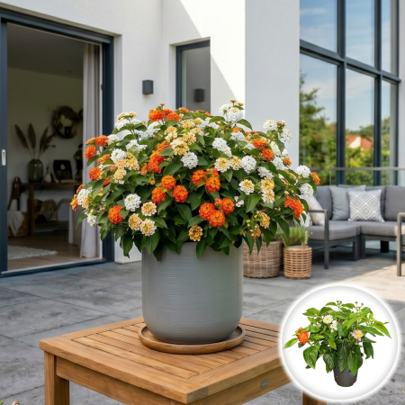 Flori Gradina si Balcon - lantana-camara-tropic-cocktail-carnaval-mix-multicolor-pepiniera-sibiu