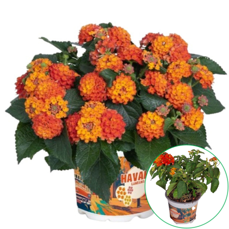 Flori Gradina si Balcon - Lantana - Portocalie (XL)
