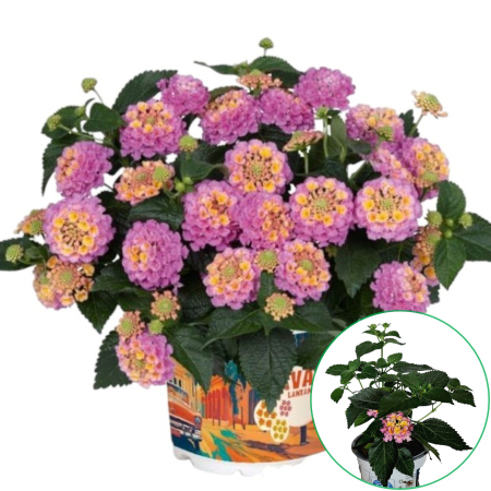 Flori Gradina si Balcon - Lantana - Roz (XL)