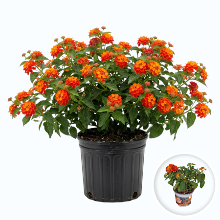 Flori Gradina si Balcon - lantana-camara-portocalie-ghiveci-pepiniera-sibiu