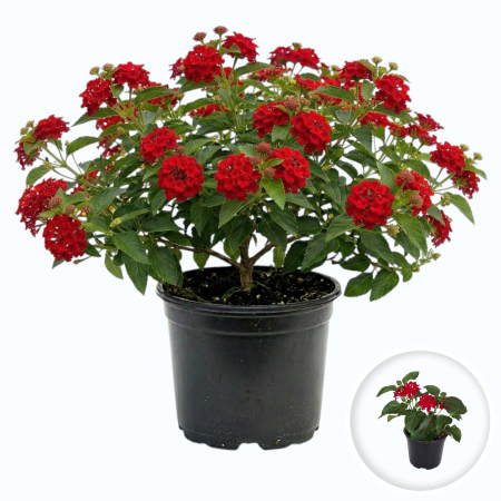 Flori Gradina si Balcon - lantana-camara-rosie-planta-exotica-pepiniera-sibiu