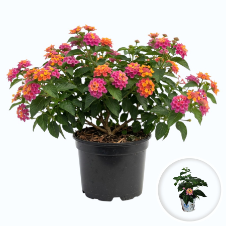 Flori Gradina si Balcon - lantana-camara-roz-arbust-flori-pepiniera-sibiu