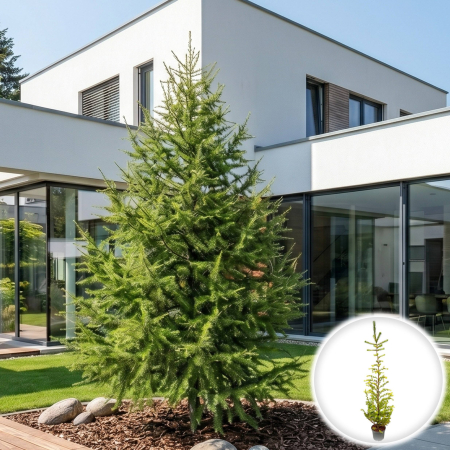 Larix - larix-kaempferi-larice-japonez-conifer-caduc-pepiniera-sibiu