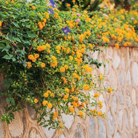 Lantana - Galbena (P11) [2]