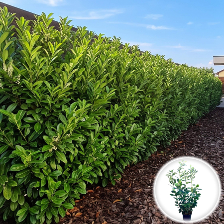 Laur Englezesc - prunus-laurocerasus-novita-laur-englezesc-110cm-pepiniera-sibiu