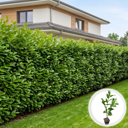 Plante Decorative - prunus-laurocerasus-laur-englezesc-gard-viu-pepiniera-sibiu