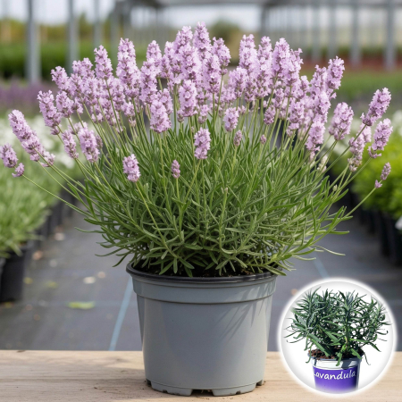 Flori Gradina si Balcon - Lavandula angustifolia Rosea lavanda roz pal englezeasca ghiveci Pepiniera Sibiu