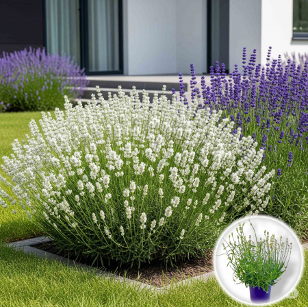 Lavanda - Lavanda Augustifolia Alba