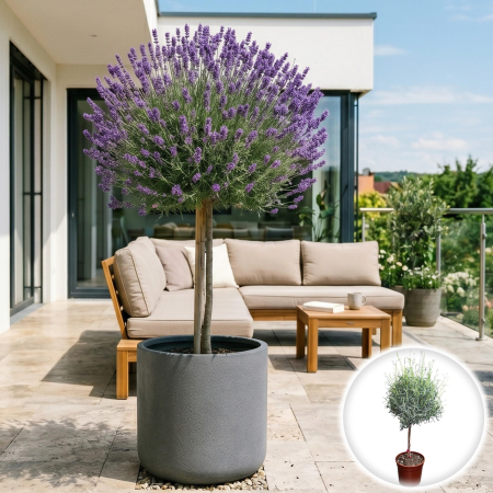 Flori Gradina si Balcon - lavandula-angustifolia-pe-tulpina-pomisor-parfumat-pepiniera-sibiu