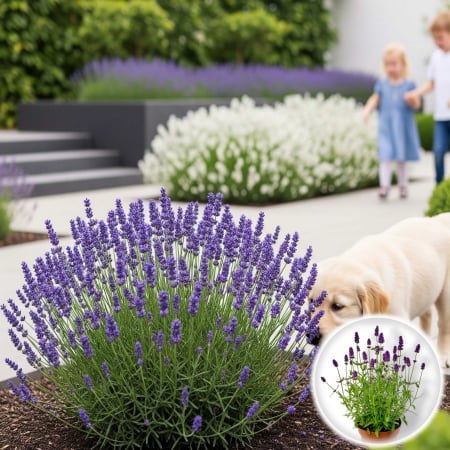 Flori Gradina si Balcon - Lavanda Augustifolia (2L)