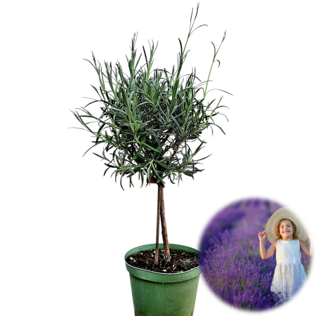 Lavanda - Lavanda pe Picior - 45cm