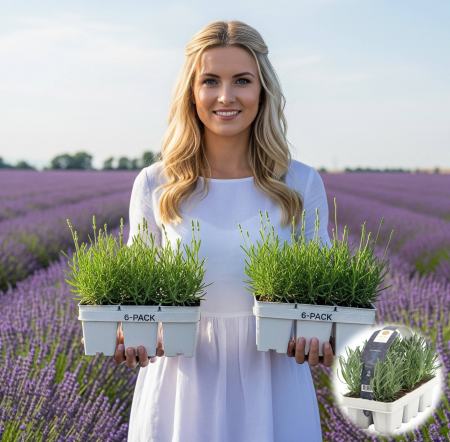 Lavanda - Pachet 6 Lavande A. Albastre