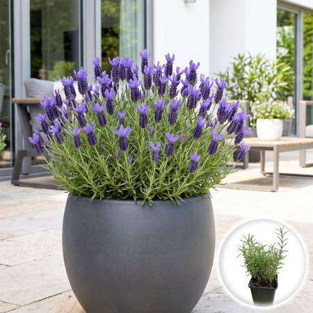 Flori Gradina si Balcon - lavandula-stoechas-blue-star-lavanda-fluture-pepiniera-sibiu
