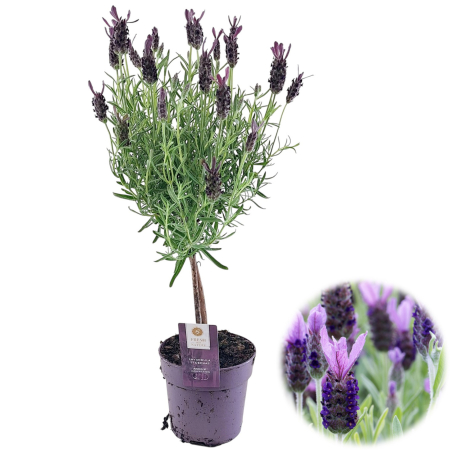 Lavanda - Lavanda Anouk - Pomisor - 50cm