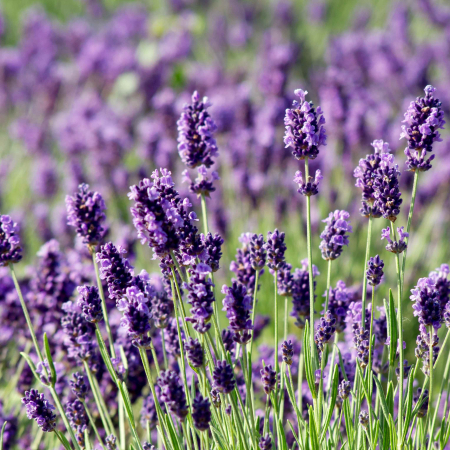 Plante Decorative - LAVANDA Phenomenan - Anul 2-3 (P9)