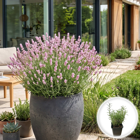 Flori Gradina si Balcon - Lavandula angustifolia Rosea lavanda roz pal englezeasca ghiveci Pepiniera Sibiu