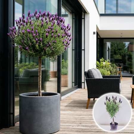 Flori Gradina si Balcon - Lavandula stoechas Anouk pomisor lavanda spaniola 50cm ghiveci Pepiniera Sibiu