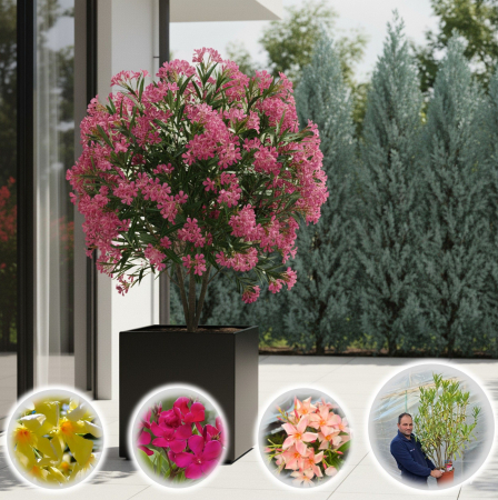 Plante Decorative - Leandru 140cm+ (Aclimatizat) - Diverse Culori