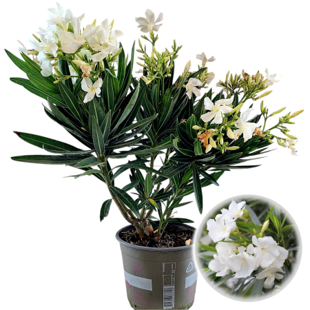 Leandru - Alb - 50cm+(3L) [1]