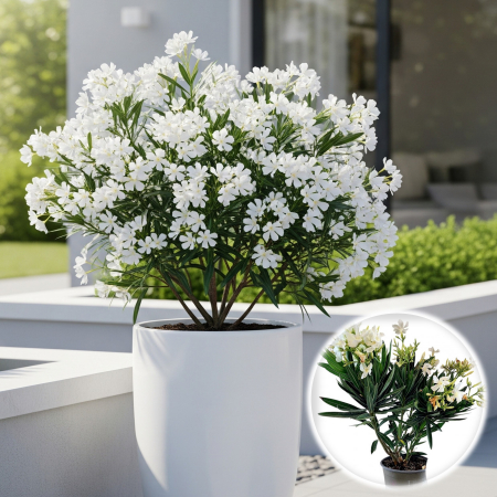 Plante Decorative - Leandru - Alb - 50cm+(3L)