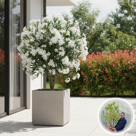 Plante Decorative - Leandru Alb 140cm+ (Aclimatizat)