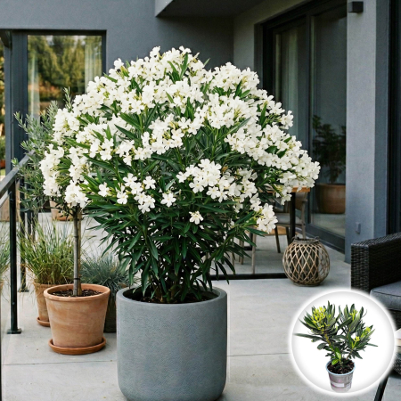 Leandru - nerium-oleander-leandru-alb-tufa-pepiniera-sibiu