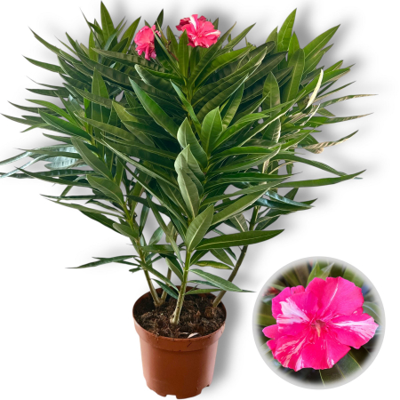 Leandru - Leandru - Bicolor Roz/Alb - 65cm