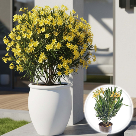 Plante Decorative - Leandru - Galben ghiveci (2L)