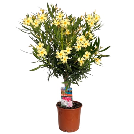 Leandru - Leandru Pomisor - Galben - 100cm