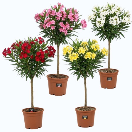 Leandru - Leandru pomisor Nerium oleander 70cm mix culori boboci planta terasa Pepiniera Sibiu