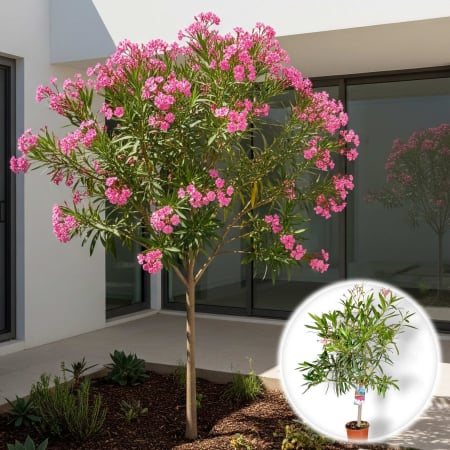 Leandru - Leandru Pomisor - Roz - 150cm