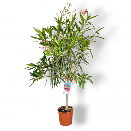 Leandru Pomisor - Roz - 150cm [1]