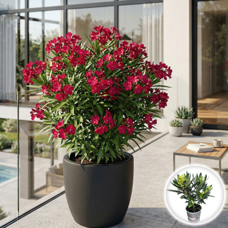 Leandru - nerium-oleander-leandru-rosu-tufa-pepiniera-sibiu