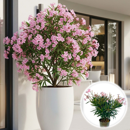 Plante Decorative - Leandru - Roz ghiveci (5L)