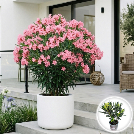 Leandru - nerium-oleander-leandru-roz-tufa-pepiniera-sibiu