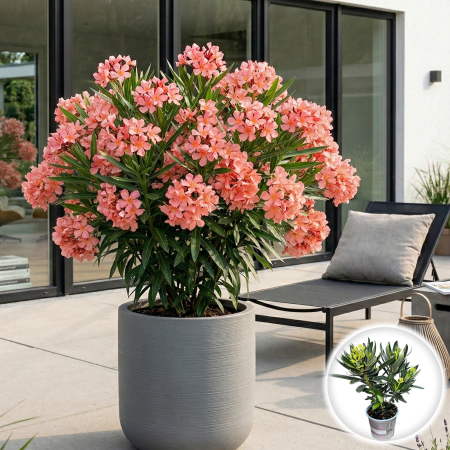 Leandru - nerium-oleander-somon-tufa-pepiniera-sibiu-40cm