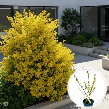 Plante Decorative - Lemn Cainesc - Auriu 50cm