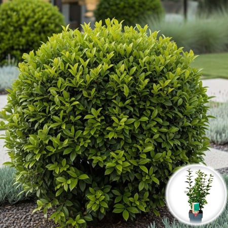 Ligustrum - Lemn Cainesc - Verde