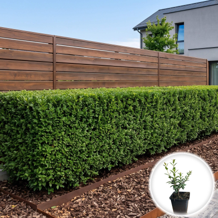 Ligustrum - ligustrum-vulgare-lemn-cainesc-verde-gard-viu-pepiniera-sibiu
