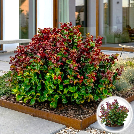 Sedum - Leucothoe axillaris Curly Red - 40cm+ (5L)