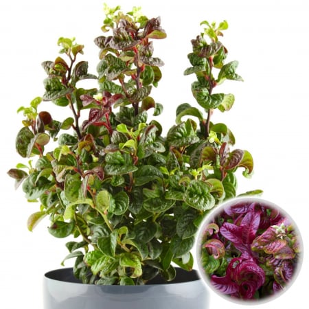 Sedum - Leucothoe axillaris Curly Red - 40cm+ (5L)