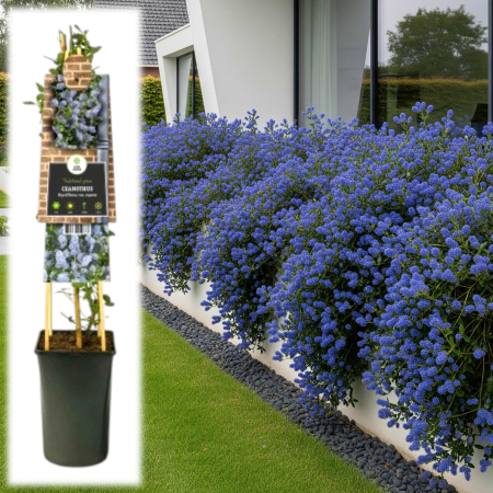 Liliac Californian - ceanothus-thyrsiflorus-blue-liliac-california-pepiniera-sibiu-75cm