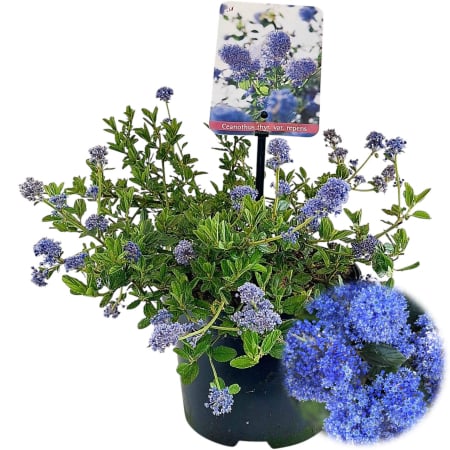 Plante Decorative - Liliac Californian - Tufa (3Litri)