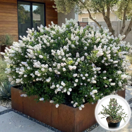 Liliac Californian - liliac-californian-alb-ceanothus-millerton-point-tufa-pepiniera-sibiu