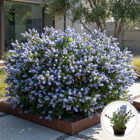 Liliac Californian - liliac-californian-ceanothus-victoria-albastru-pepiniera-sibiu