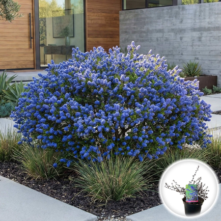 Liliac Californian - liliac-californian-ceanothus-blue-sapphire-tufa-pepiniera-sibiu