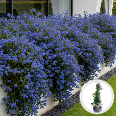 Plante Decorative - Liliac Californian - Tarator (60cm)