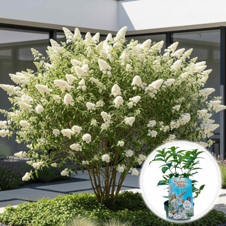 Liliac - Liliac de Vara - Alb