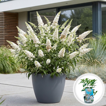 Liliac - buddleja-davidii-summer-kids-alb-arbustul-fluturilor-pepiniera-sibiu