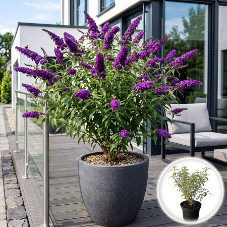 Liliac - buddleja-davidii-liliac-de-vara-albastru-pepiniera-sibiu